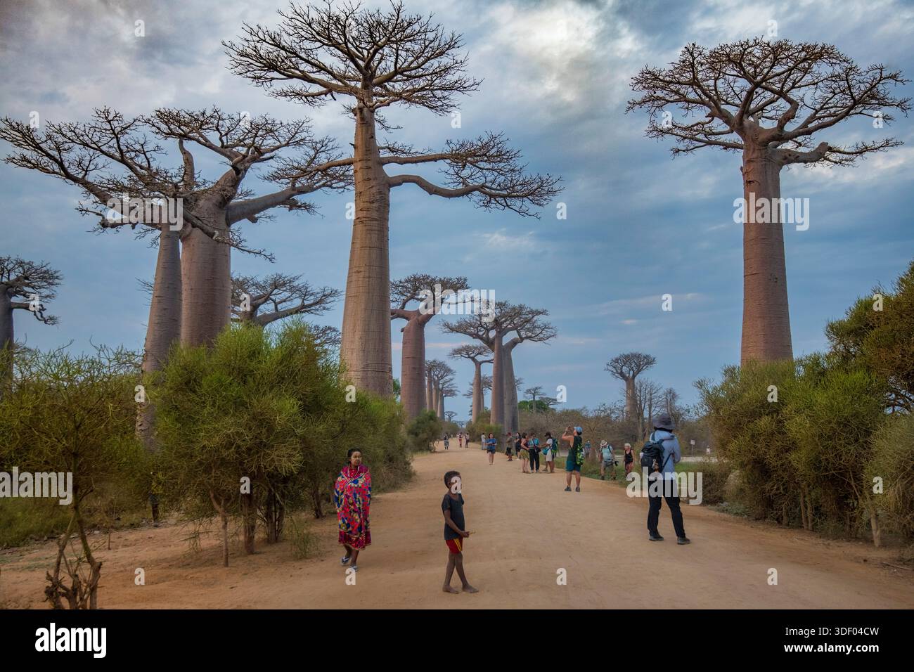 The Avenue of the Baobabs, or Allée des Baobabs, is one of Madagascar's ...