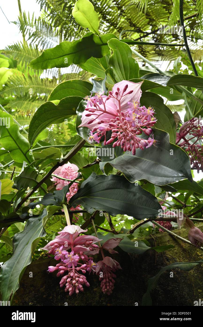 Medinilla magnifica (rose grape) flowering plant in Royal Botanical ...