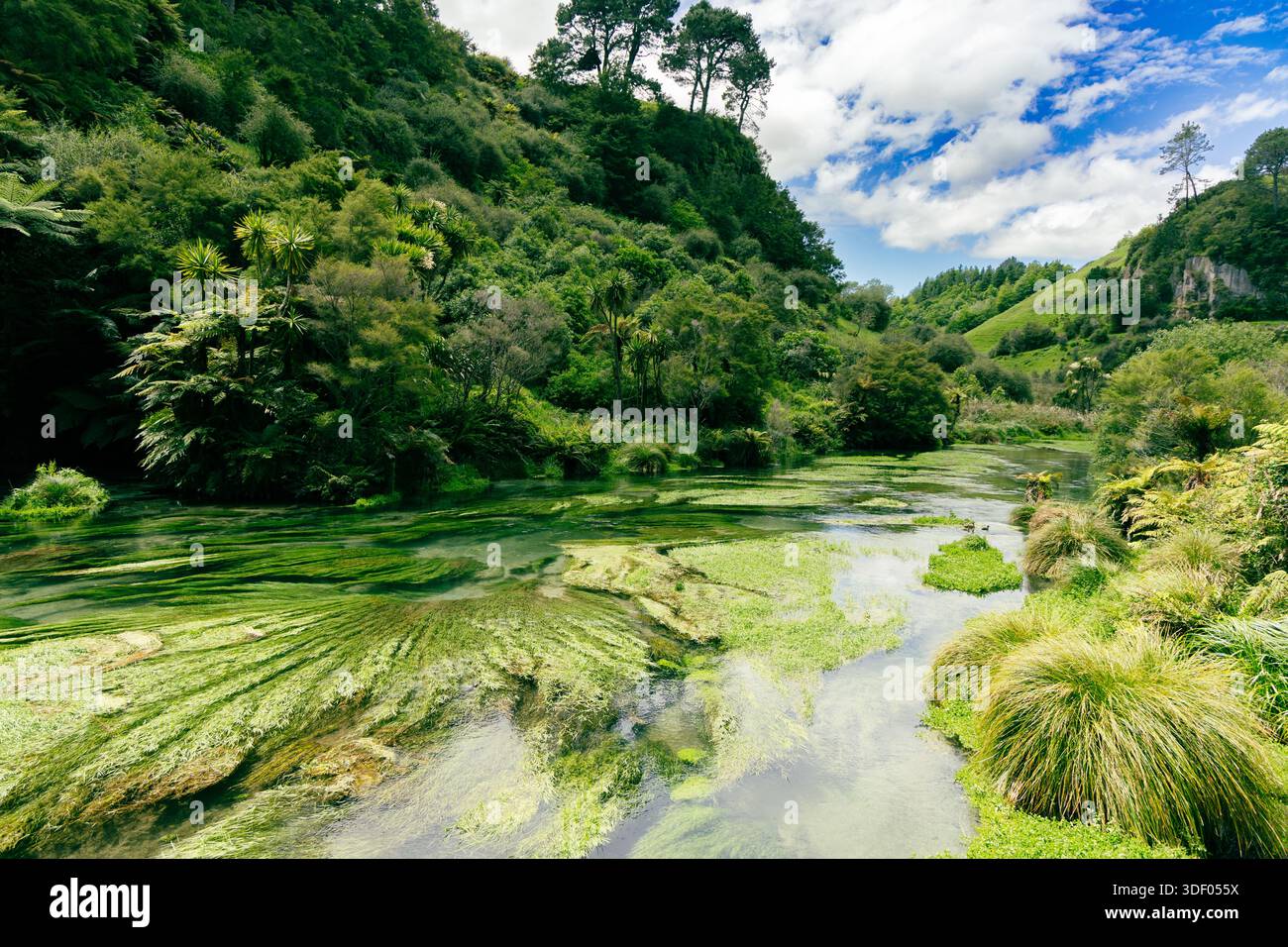 Lush green wetland landscape hi-res stock photography and images - Alamy