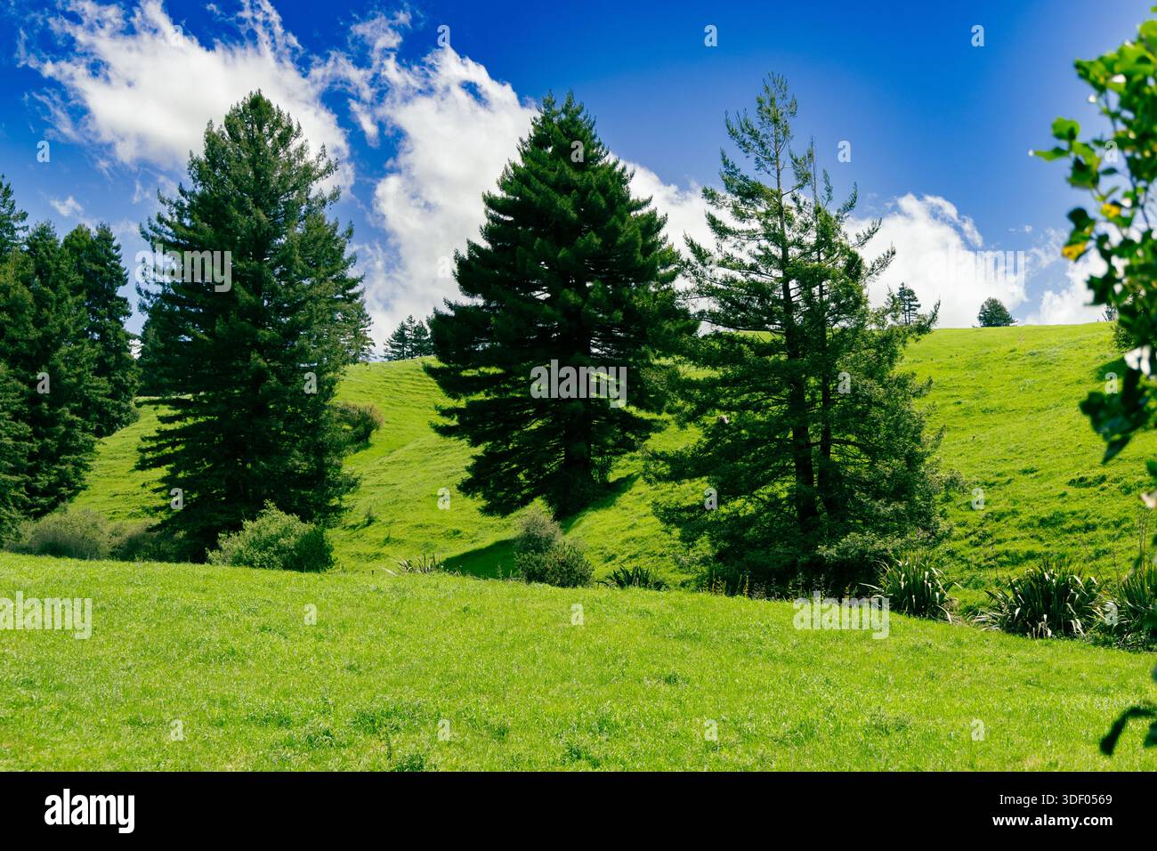 Daylight evergreen trees hi-res stock photography and images - Alamy