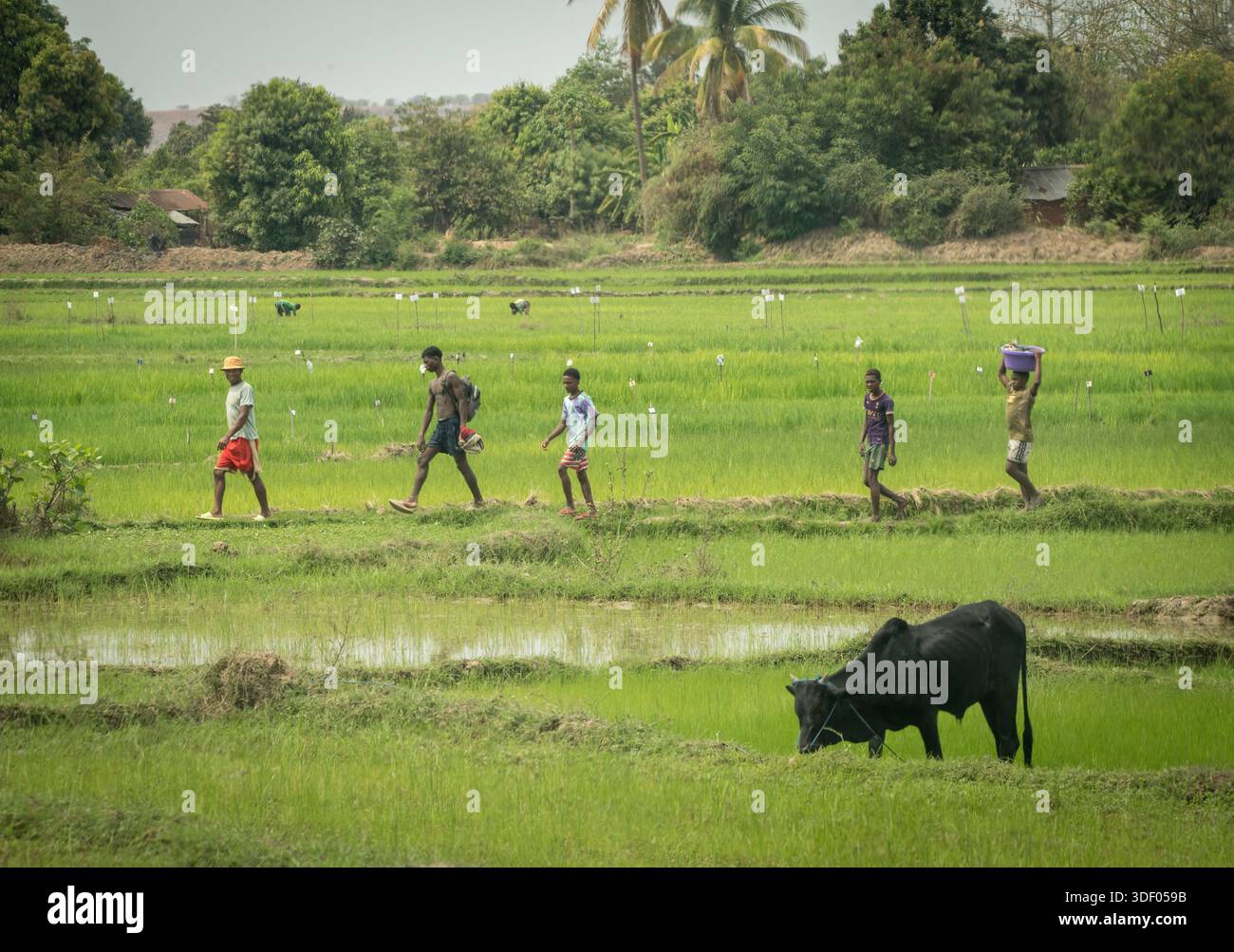 Rice cultivation - paddy fields outside Ankilizato, Madagascar. A zebu ...