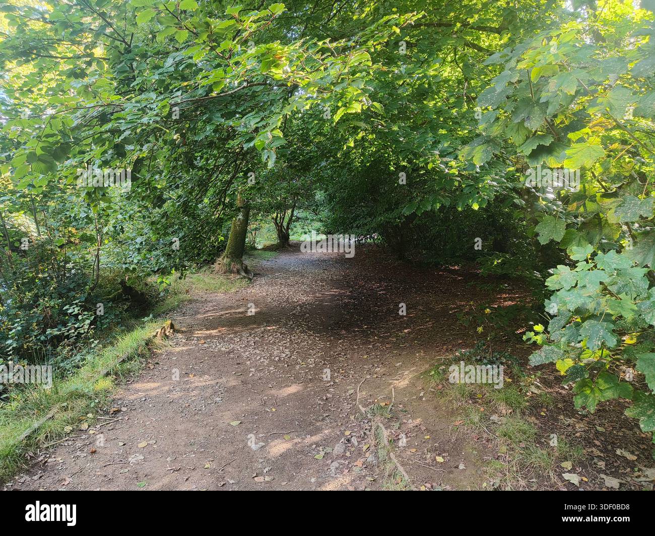 Pathway covered by old trees in Cornwall country park - Smartphone Captured Stock Image
