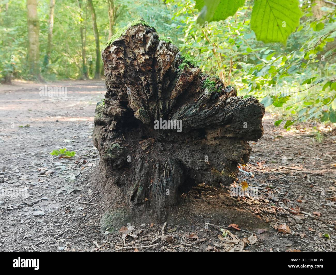 Fallen tree end in a Cornish forest - Smartphone Captured Stock Image