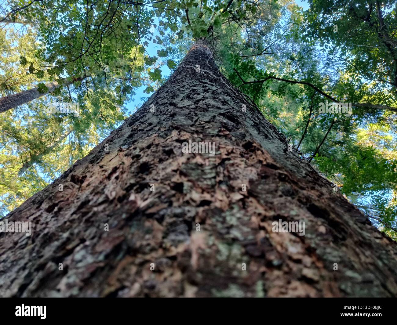 Artistic close-up shot of a tree trunk, beautiful summers day in Cornwall - Smartphone Captured Stock Image