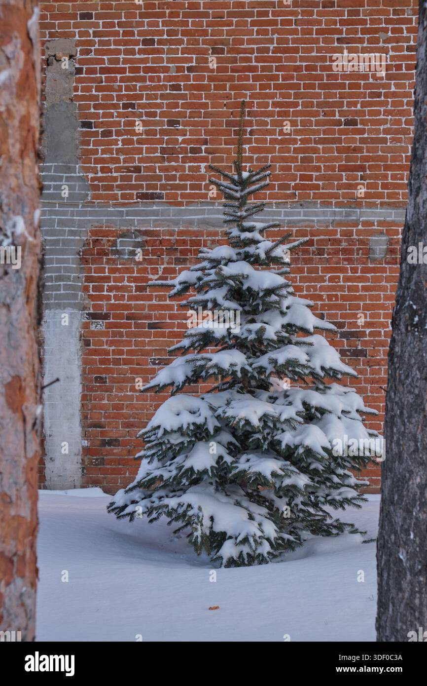 Pine tree covered with snow against background brick wall Stock Photo