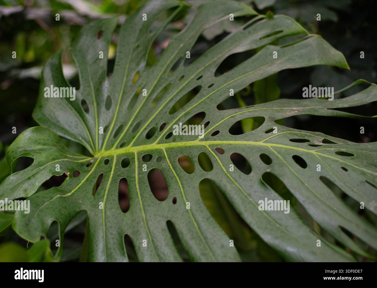 monstera spiderman Amydrium medium 'Silver'  Silver Spiderman Monstera  Sprouts of Bristol