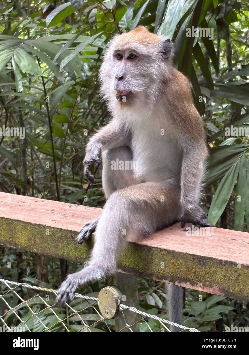 A quiet moment in the jungle — the monkey gazes into the green, lost in thought. - Smartphone Captured Stock Image