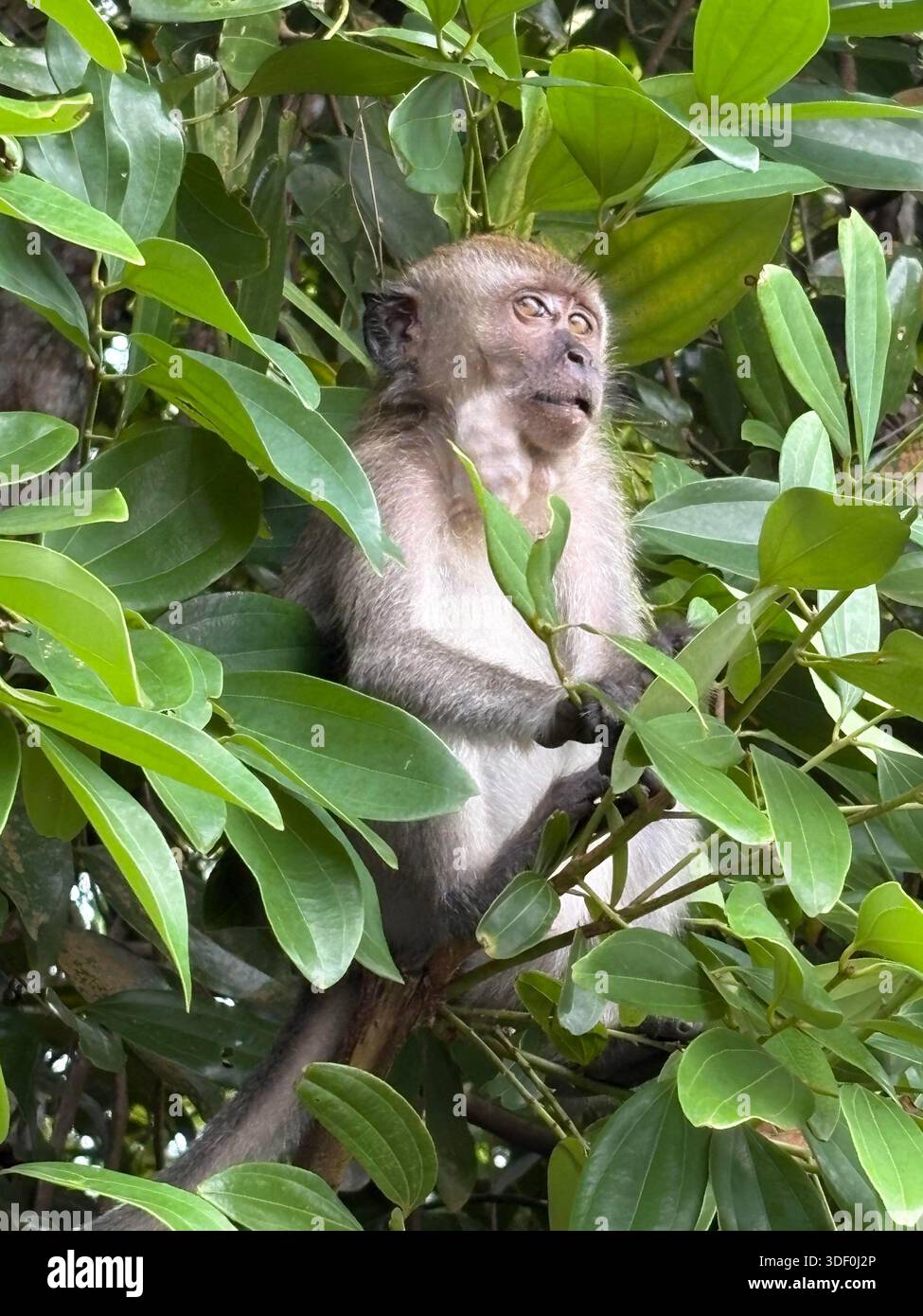 A quiet moment in the jungle — the monkey gazes into the green, lost in thought. - Smartphone Captured Stock Image
