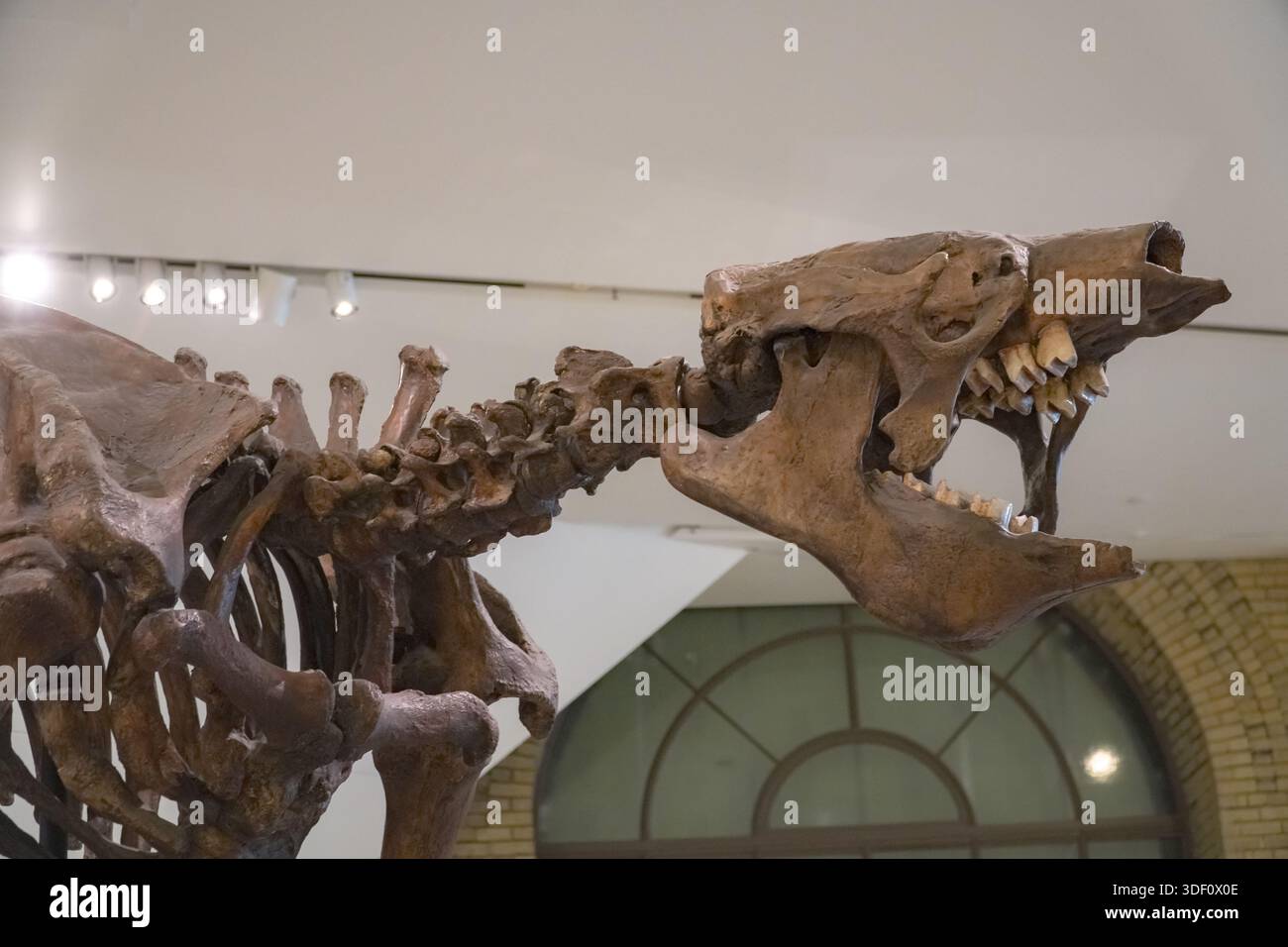 Slothzilla Eremotherium laurillardi, also known as giant ground sloth, fossil ...