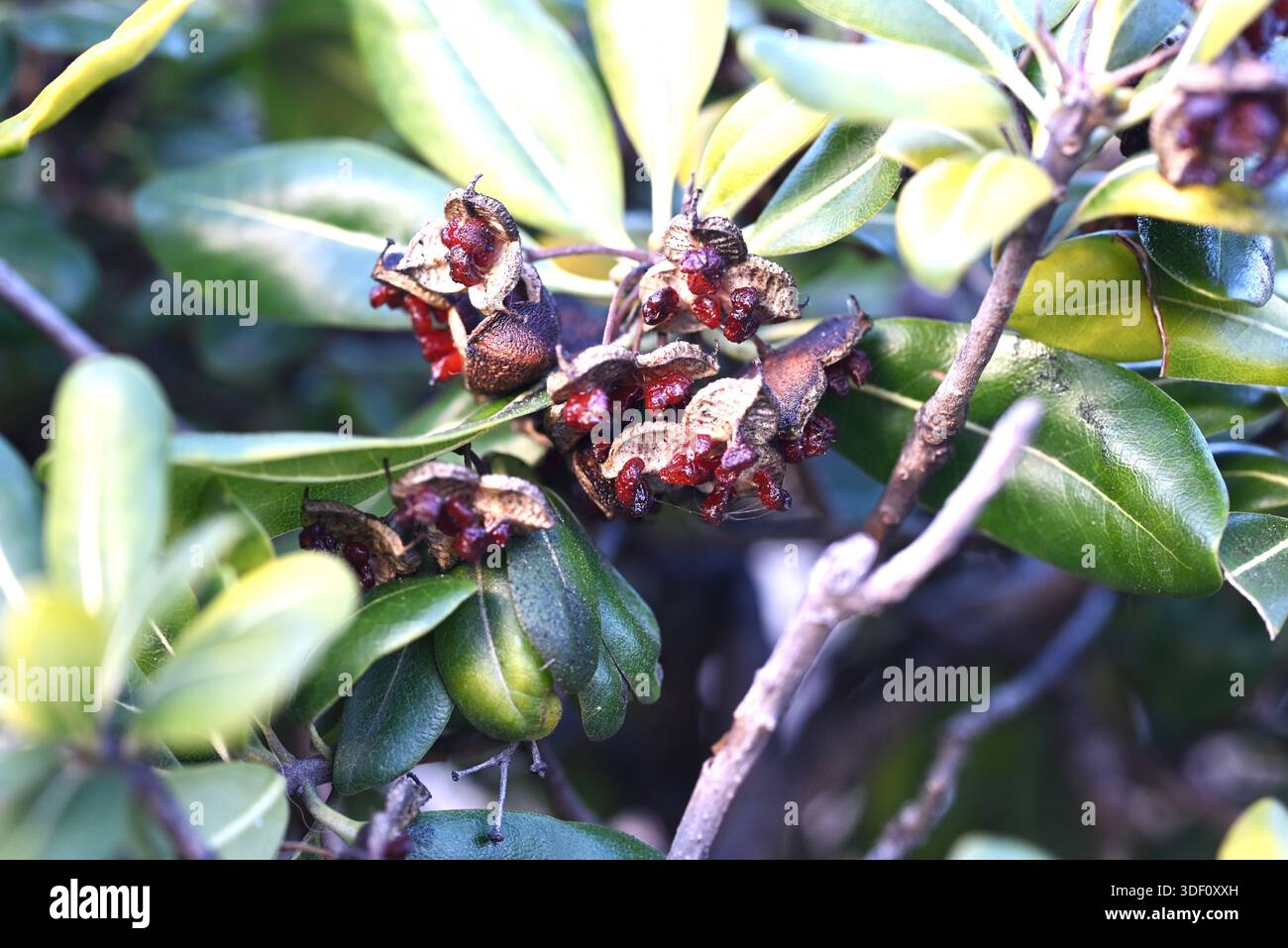 Japanese tobira (Pittosporum tobira). It produces fragrant five-petaled flowers and the fruit ripens into three parts, releasing sticky red seeds. Stock Photo