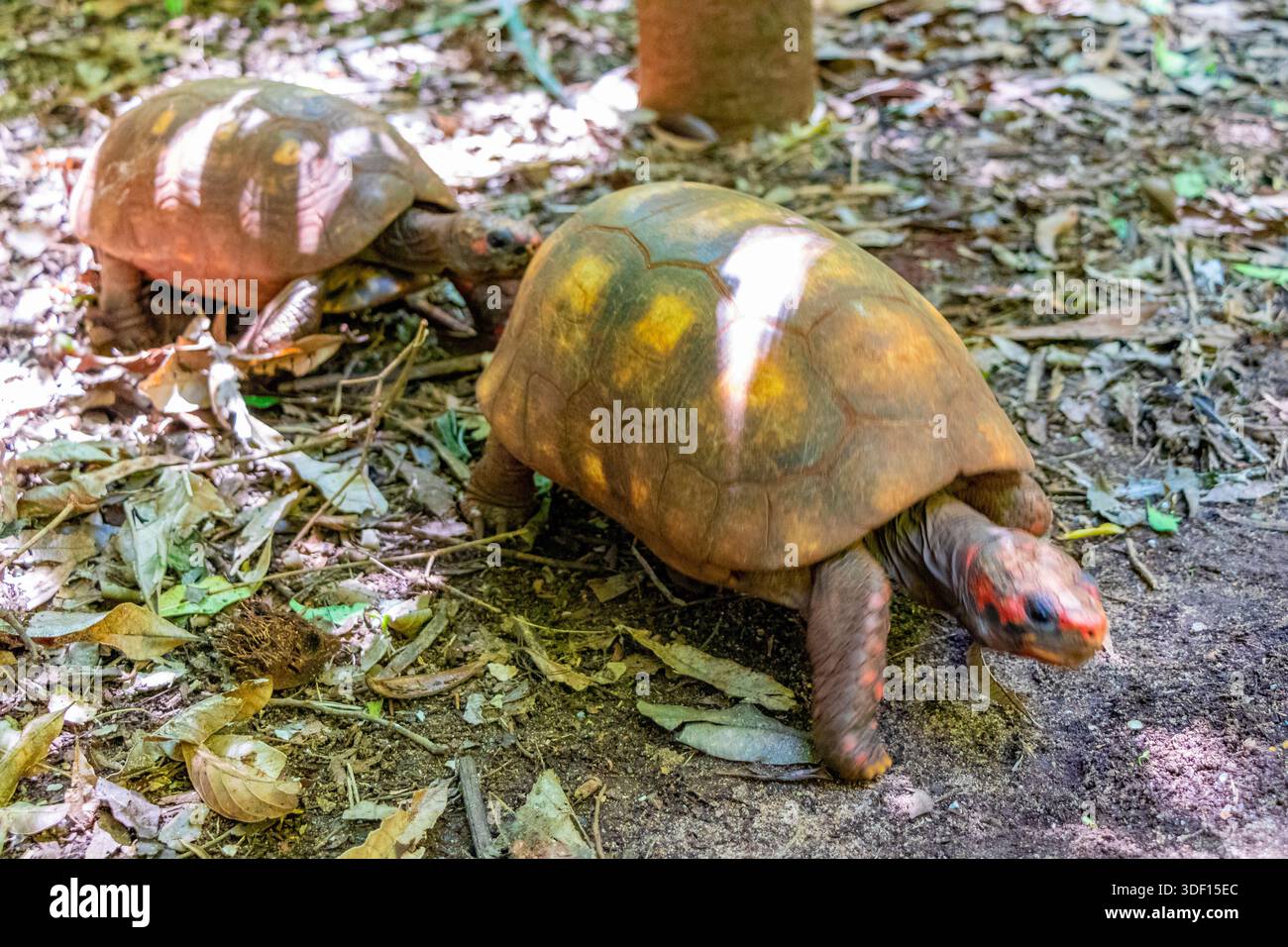 Chaco tortoise hi-res stock photography and images - Alamy