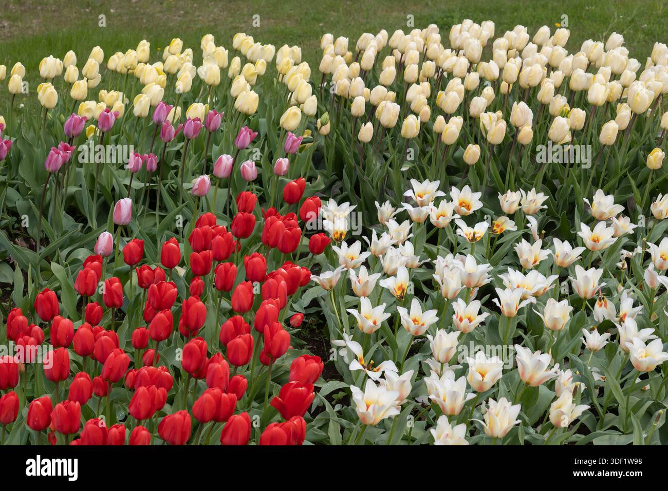 Tulips flowers, flowerbed with red, white, creamy and pink flowers blooming in spring. Stock Photo