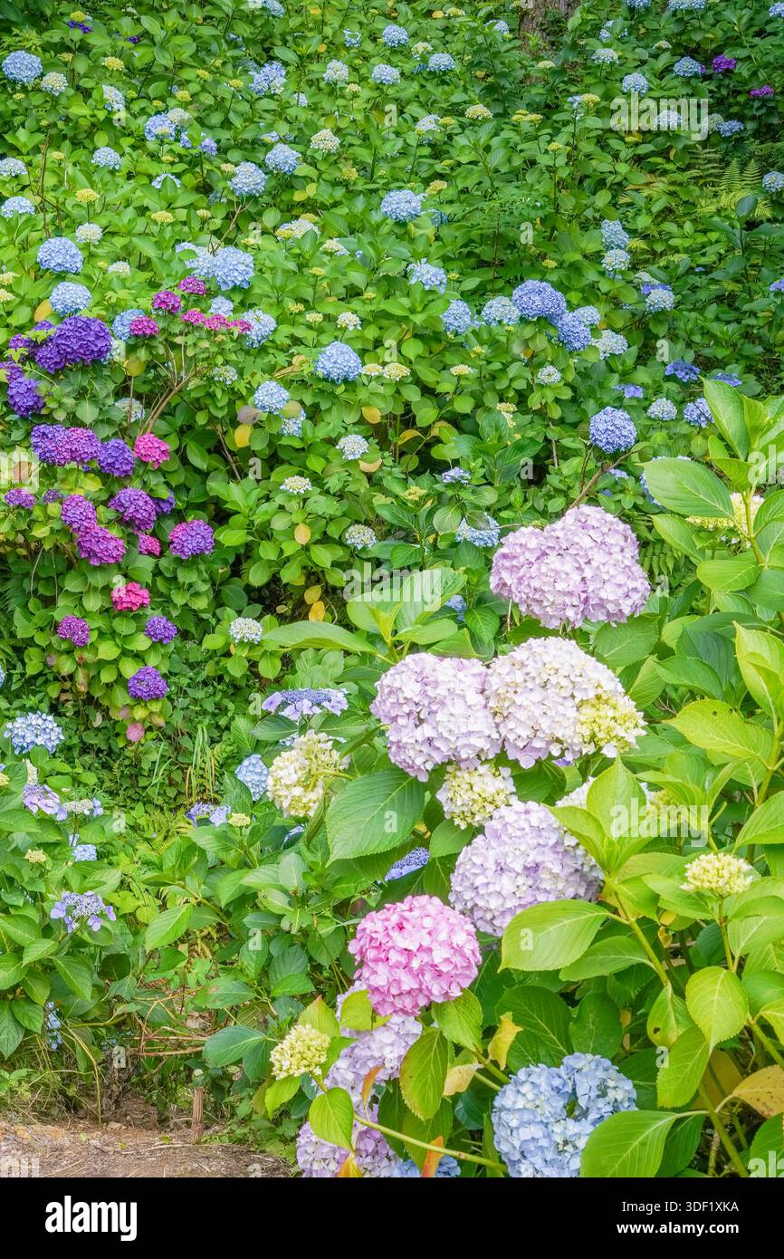 Vibrant Hydrangea Garden with Lush Greenery Stock Photo
