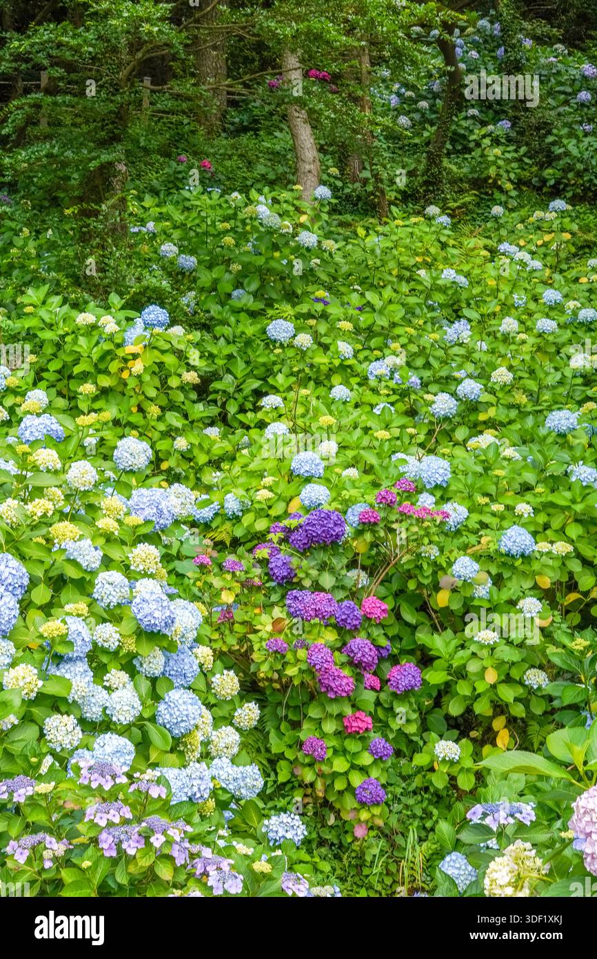 Vibrant Hydrangea Garden with Lush Greenery Stock Photo