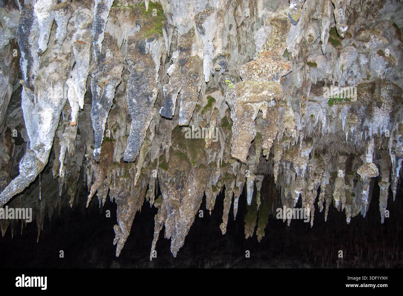 A close-up view of stalactites hanging from a cave ceiling, showcasing ...