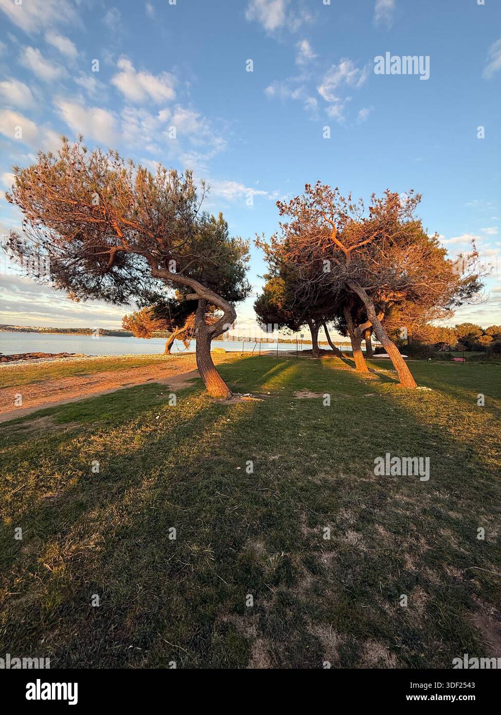 Trees shaped by wind in Medulin, Croatia - Smartphone Captured Stock Image