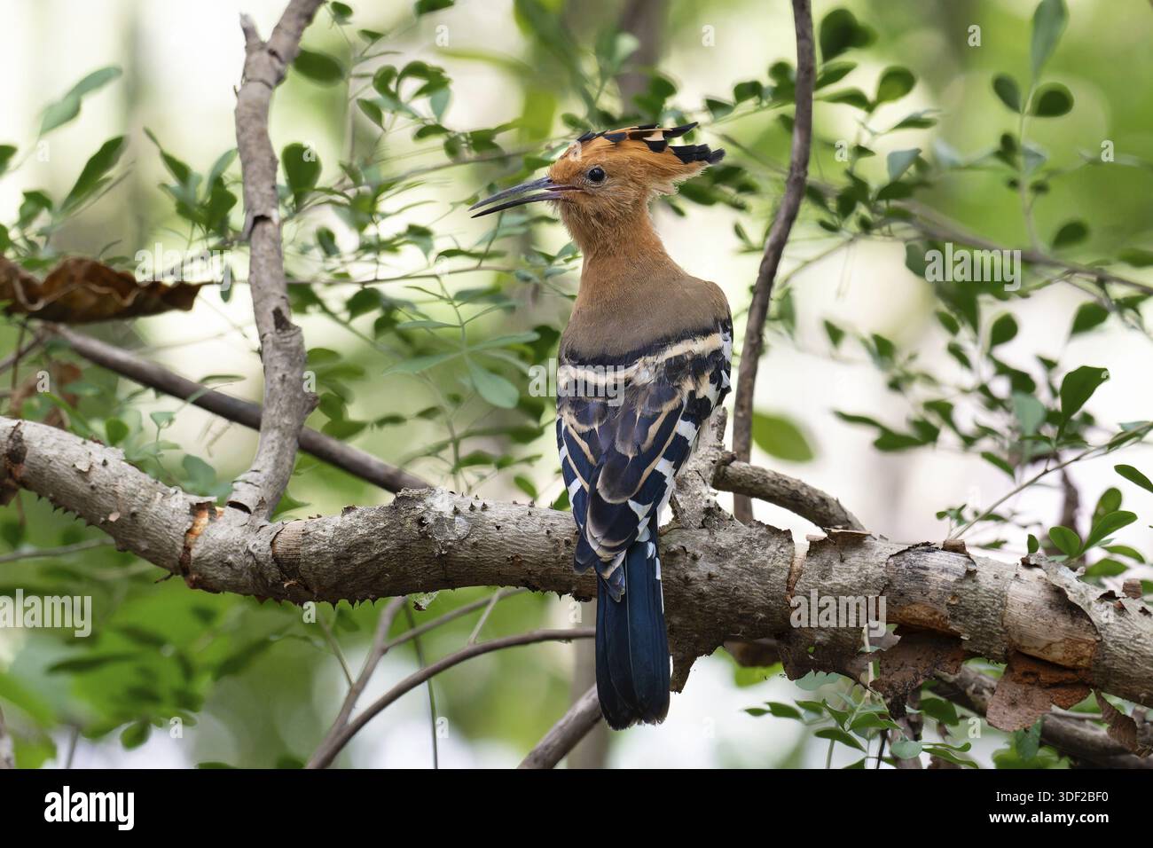 Upupa marginata hi-res stock photography and images - Alamy