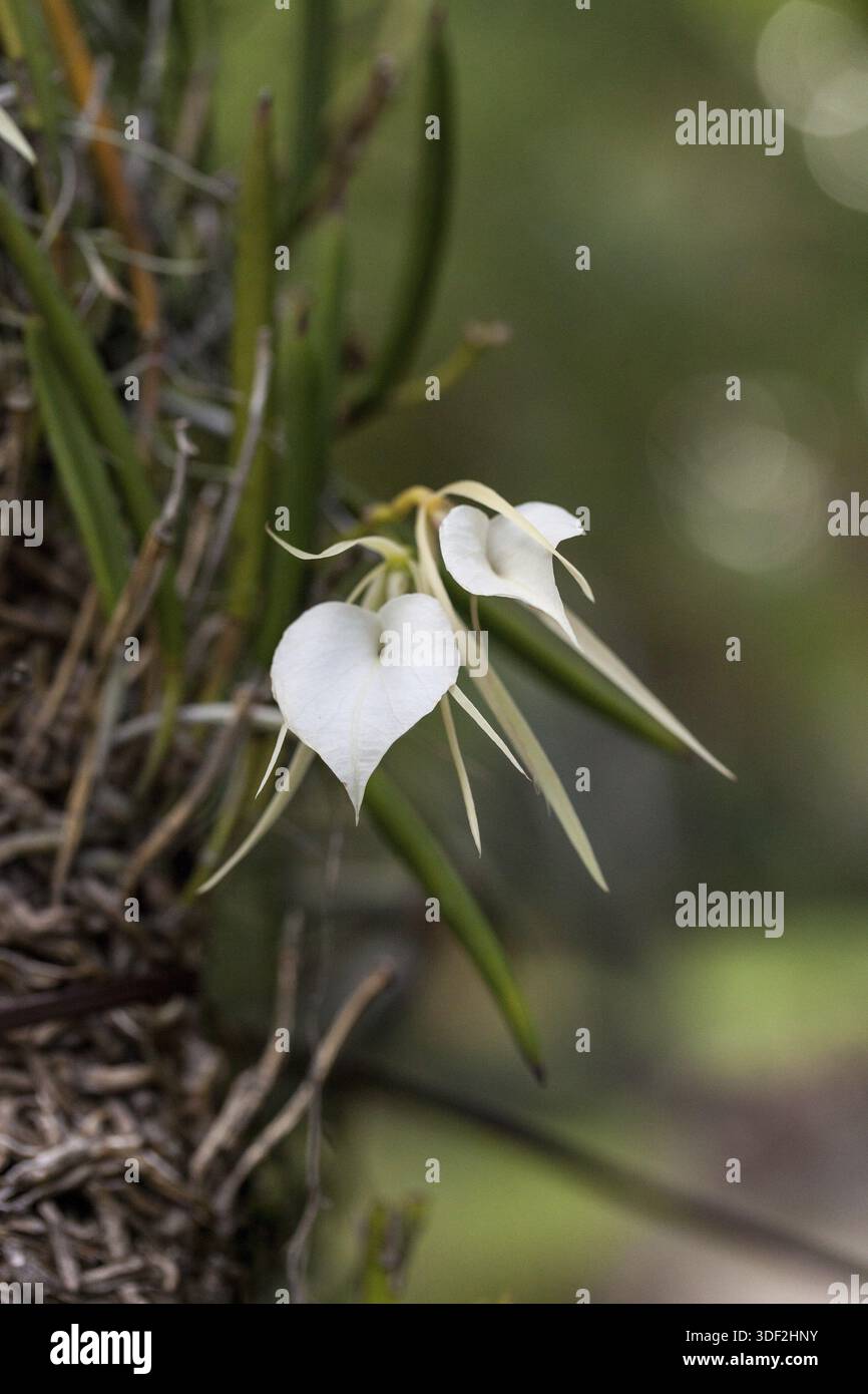 white-lady-of-the-night-orchid