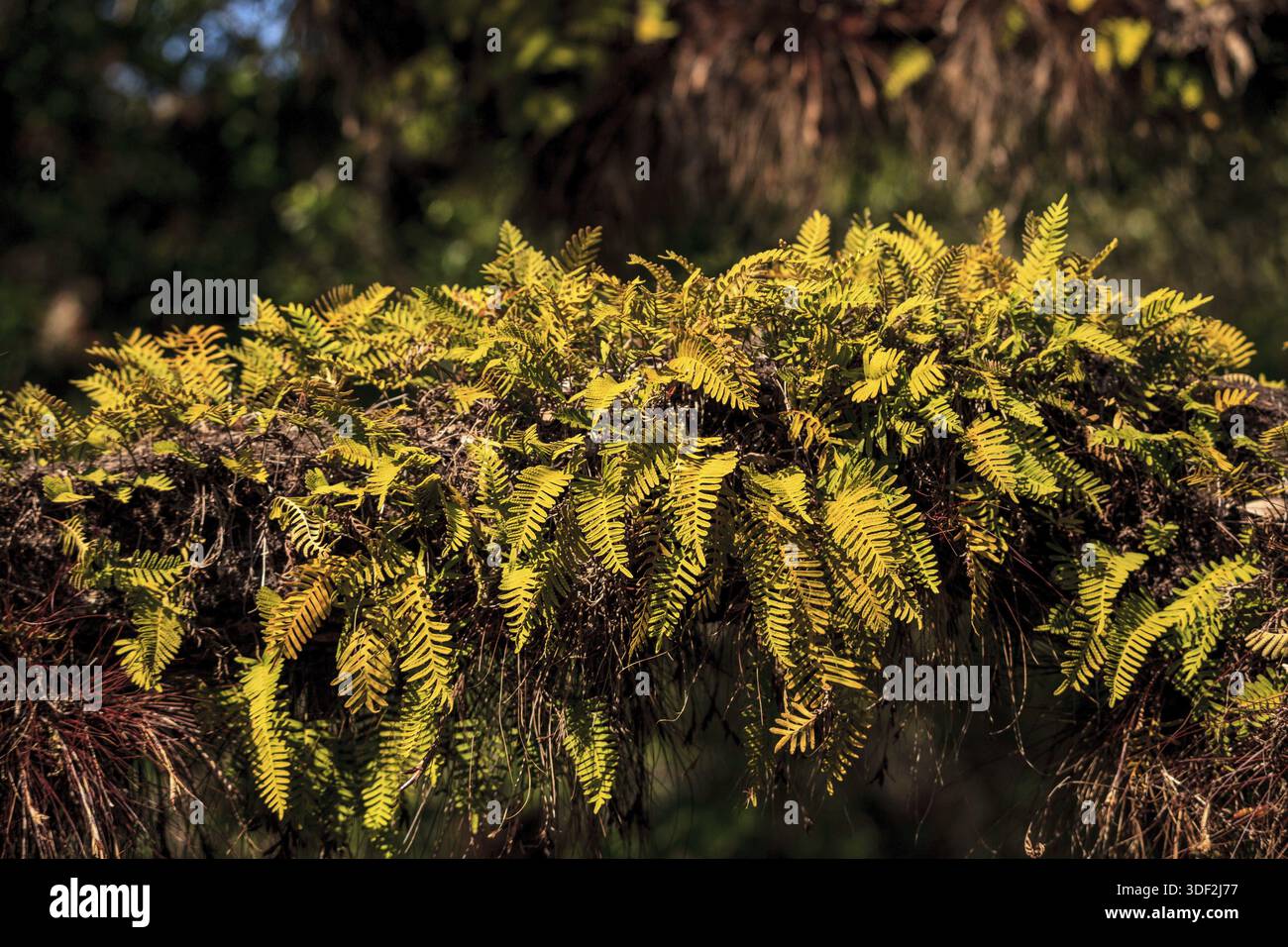 Resurrection fern grows on hi-res stock photography and images - Alamy