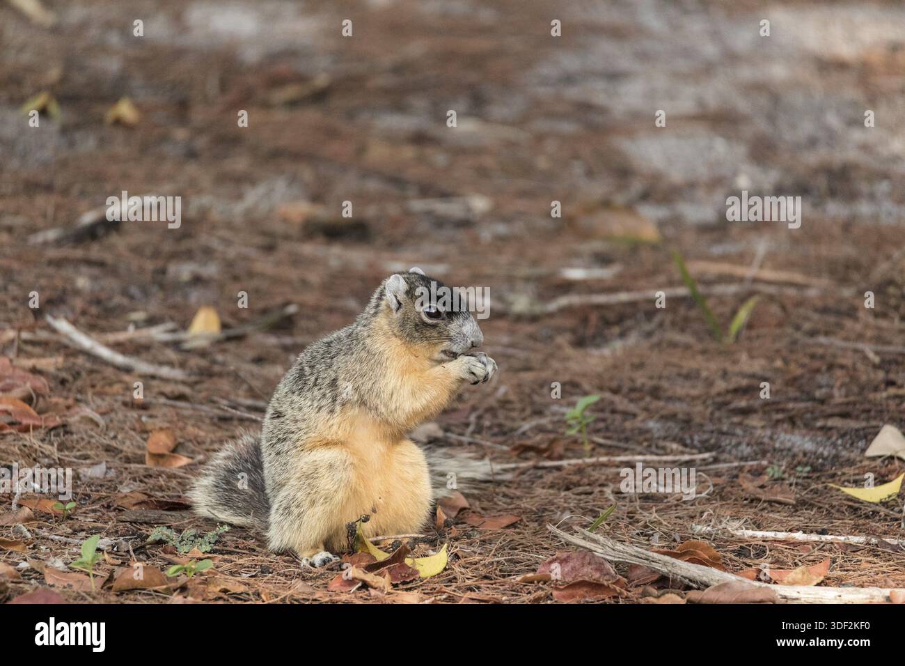 Brown fox squirrel Sciurus niger eats nuts on the ground under a tree in Naples, Florida Stock Photo