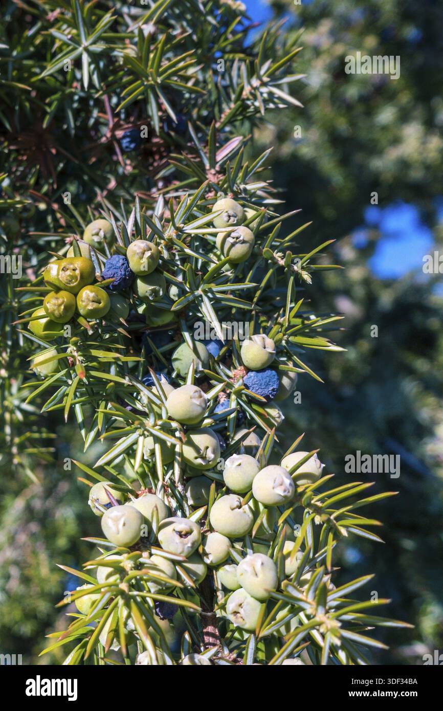 Juniper berries on a common juniper bush Stock Photo