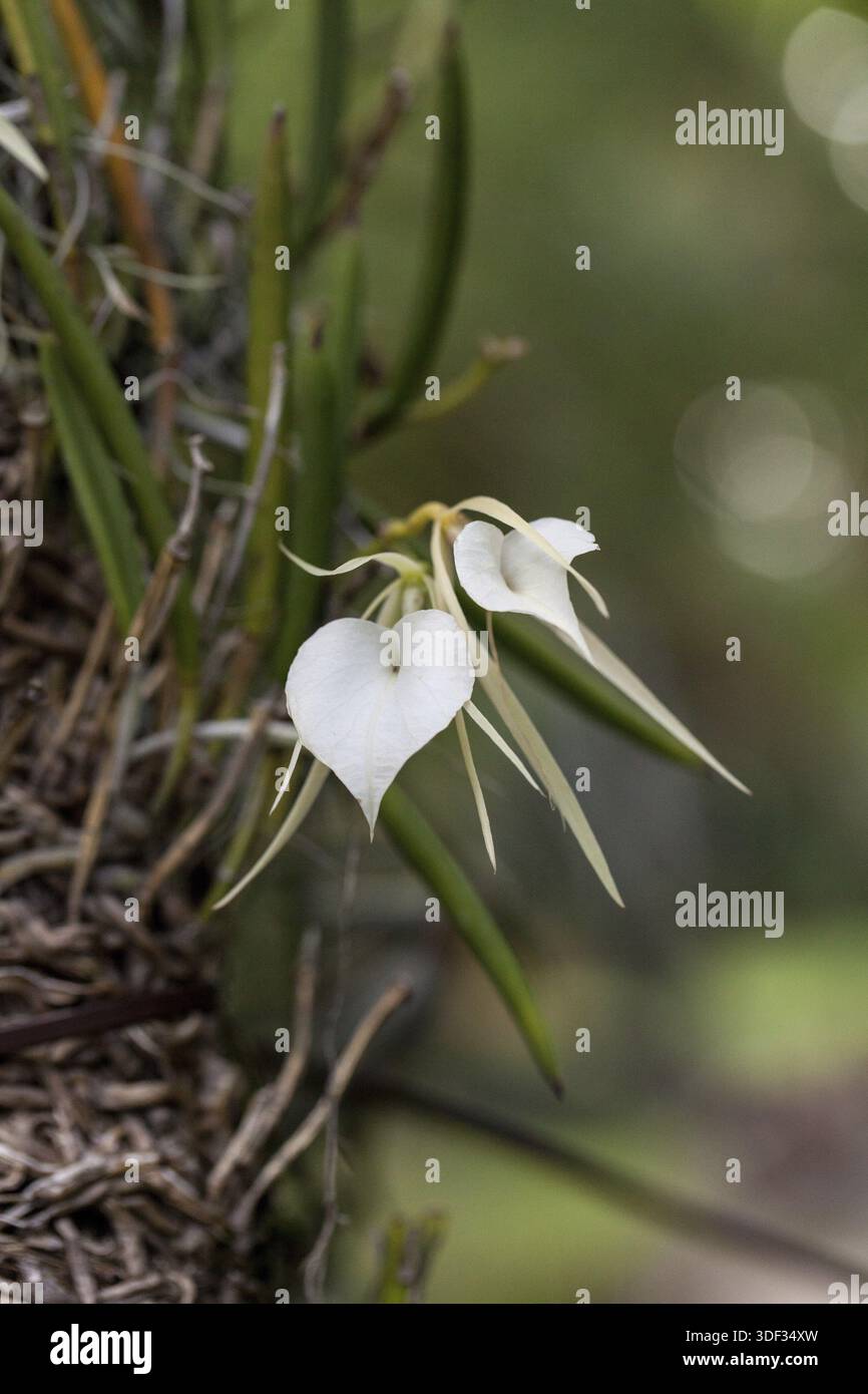 White Lady-of-the-Night Orchid Brassavola nodosa blooms and grows