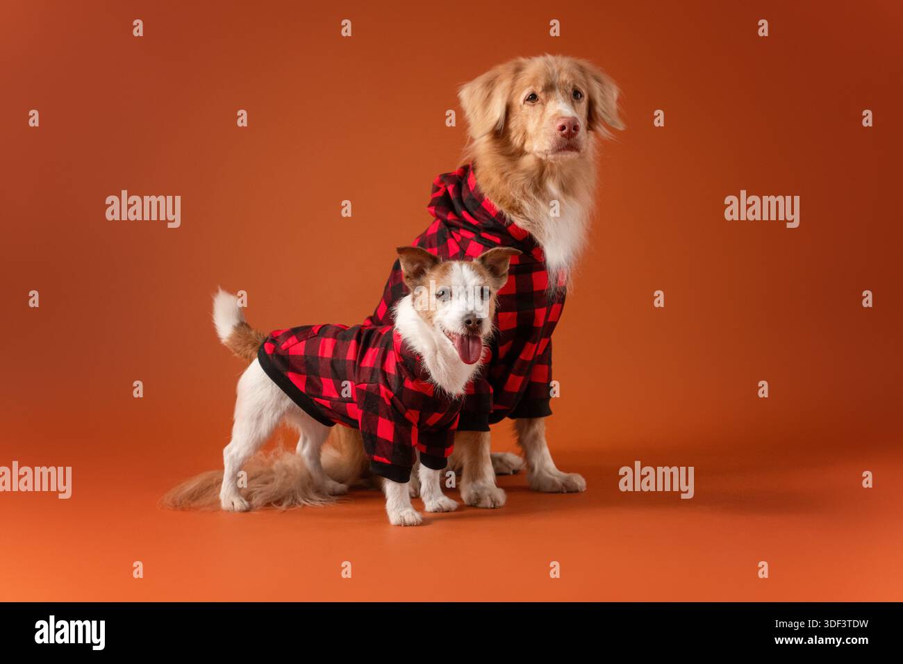 Cozy Christmas scene with two dogs dressed in matching festive outfits ...