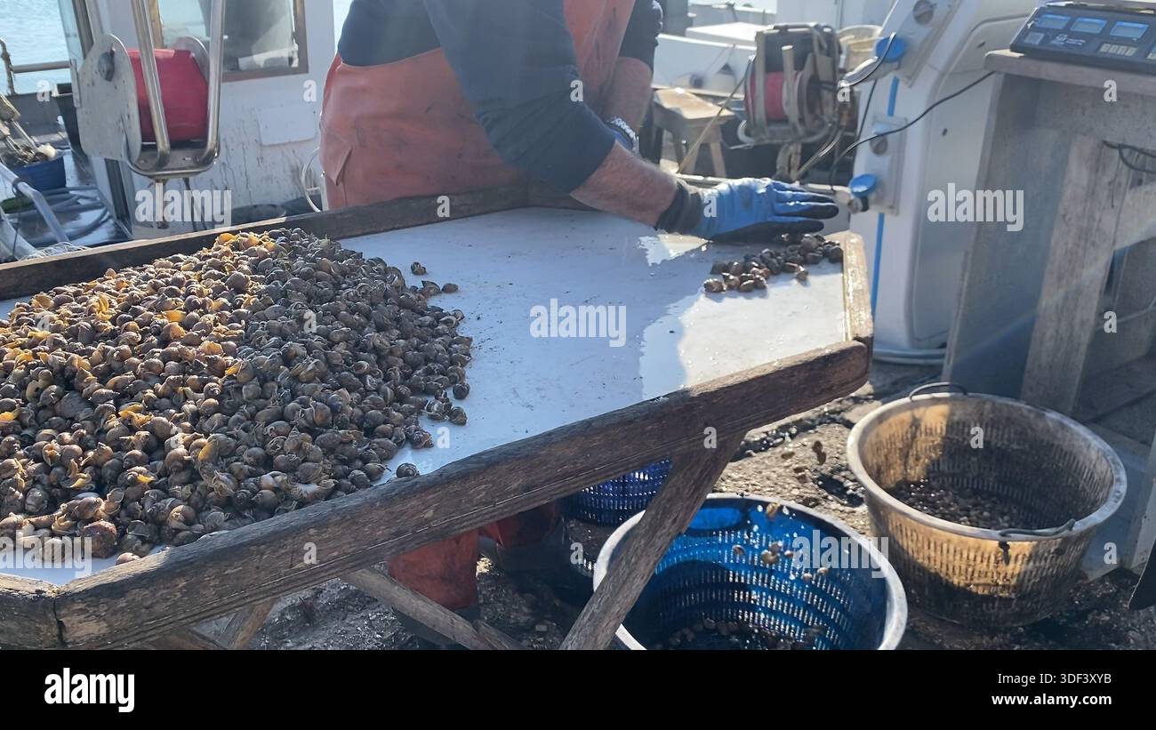 Fish sorting table hi-res stock photography and images - Alamy