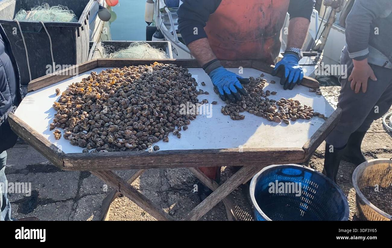 Clam sorting hi-res stock photography and images - Alamy