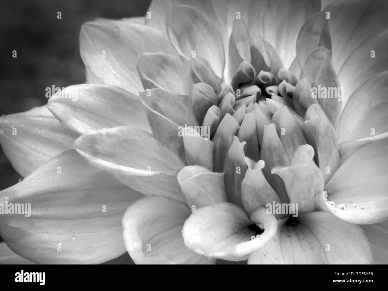 Dahlia floral close shot Black and White Stock Photos & Images - Alamy