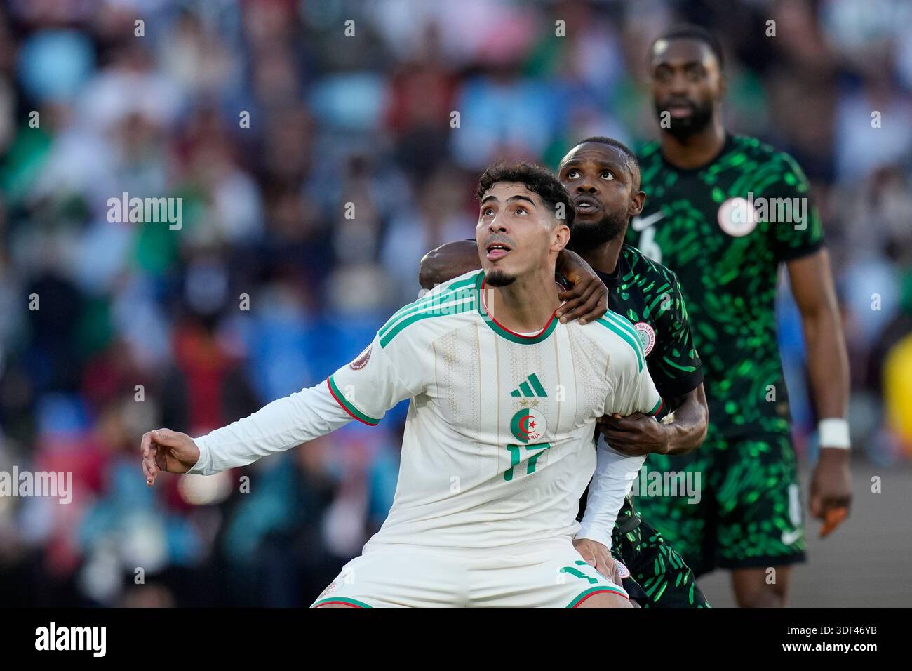 Fares Chaibi Algeria national team Tactical Evolution and Player Readiness