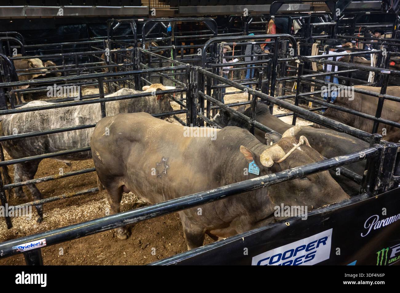 NEW YORK, NEW YORK - JANUARY 09: Bulls seen in the bull pen area during ...