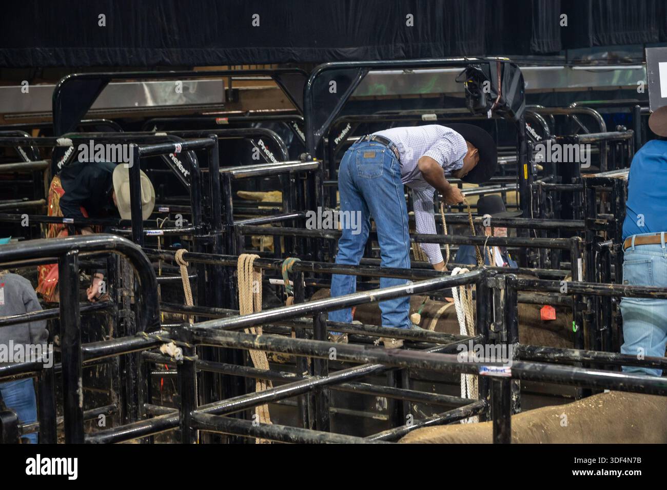 NEW YORK, NEW YORK - JANUARY 09: Bull riders prepare the bulls in the ...