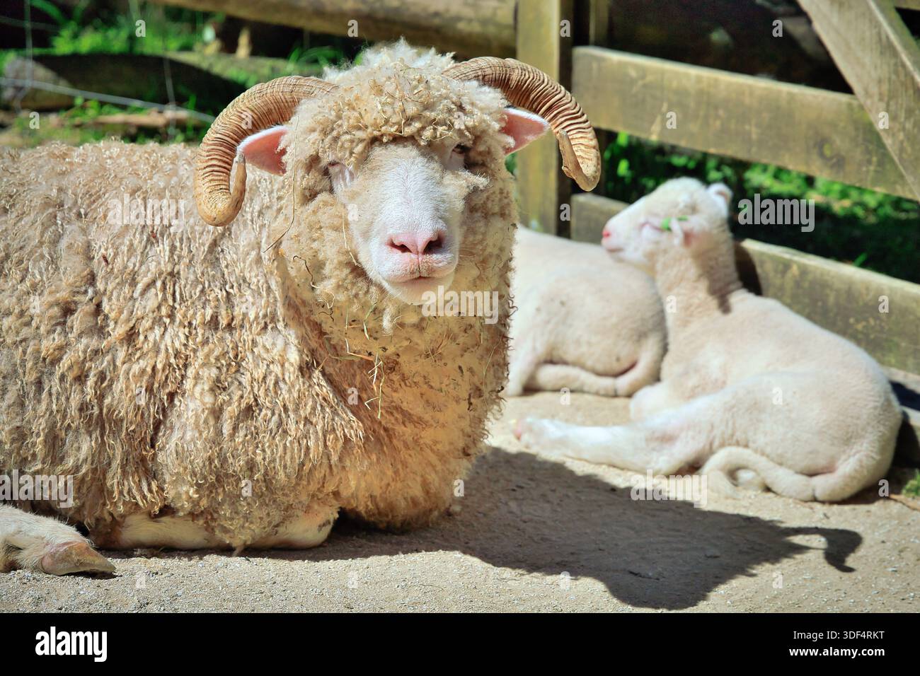 Dorset Horn New Zealand sheep with a thick wool coat and large