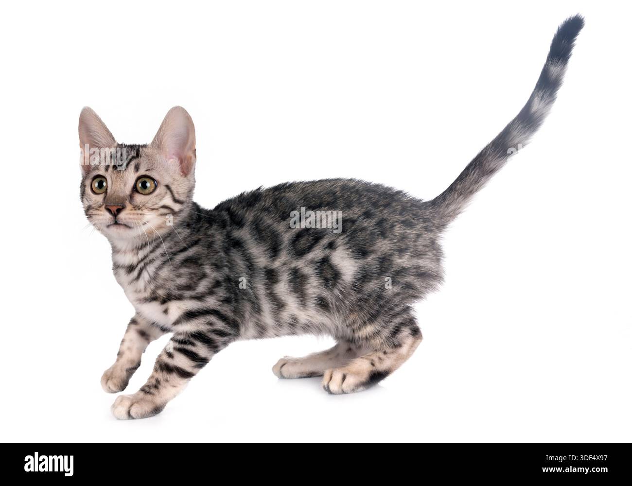bengal cat in front of white background Stock Photo