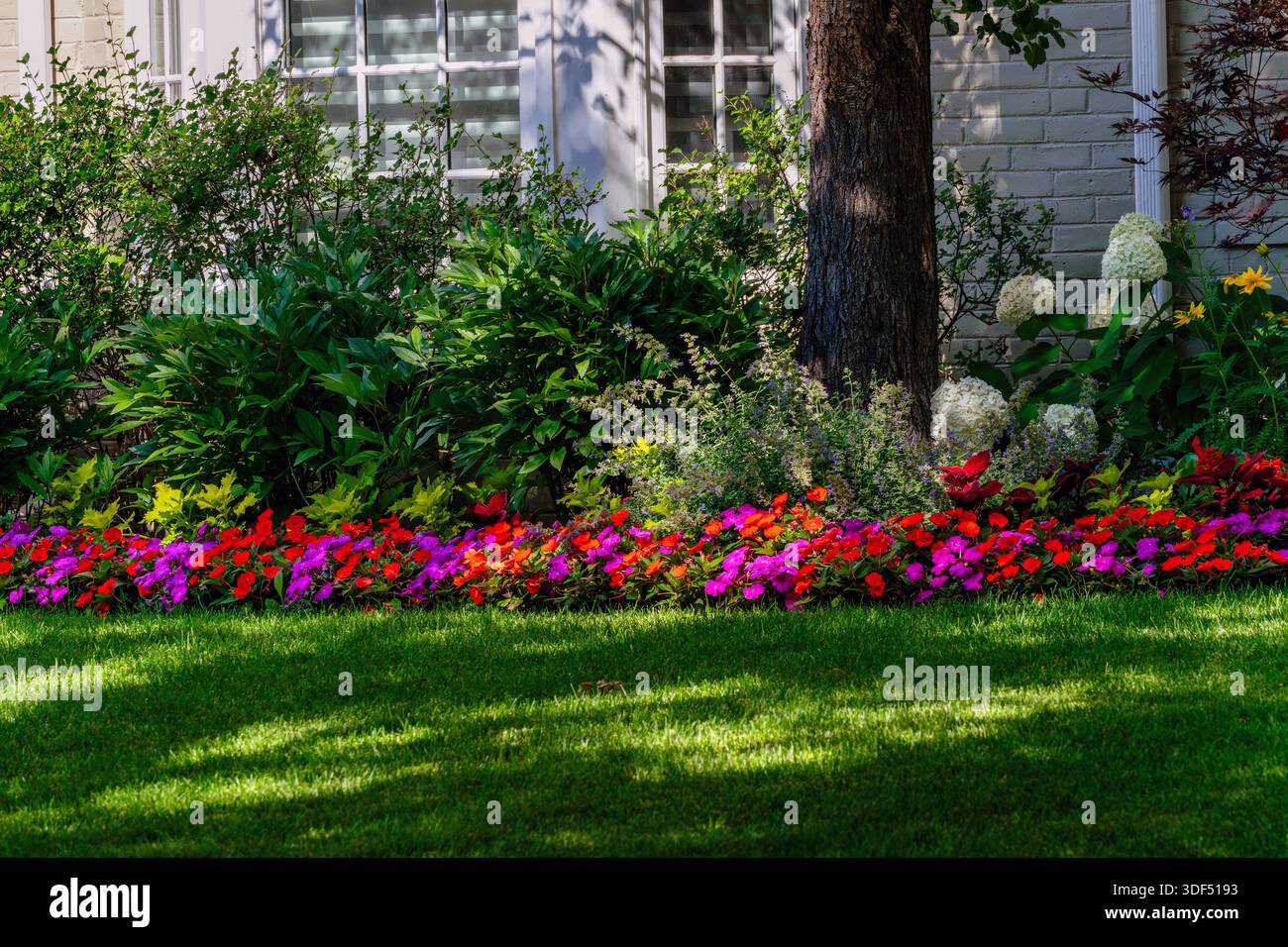 Impatiens flowers bring beauty and color to a well maintained shady house garden. Stock Photo
