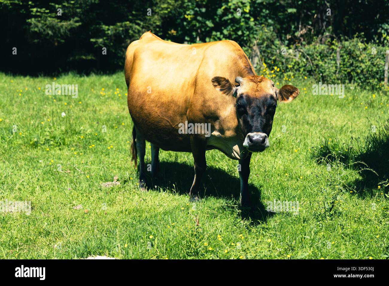 Brown Dairy Cow Standing Sunny Pasture Stock Photo - Alamy