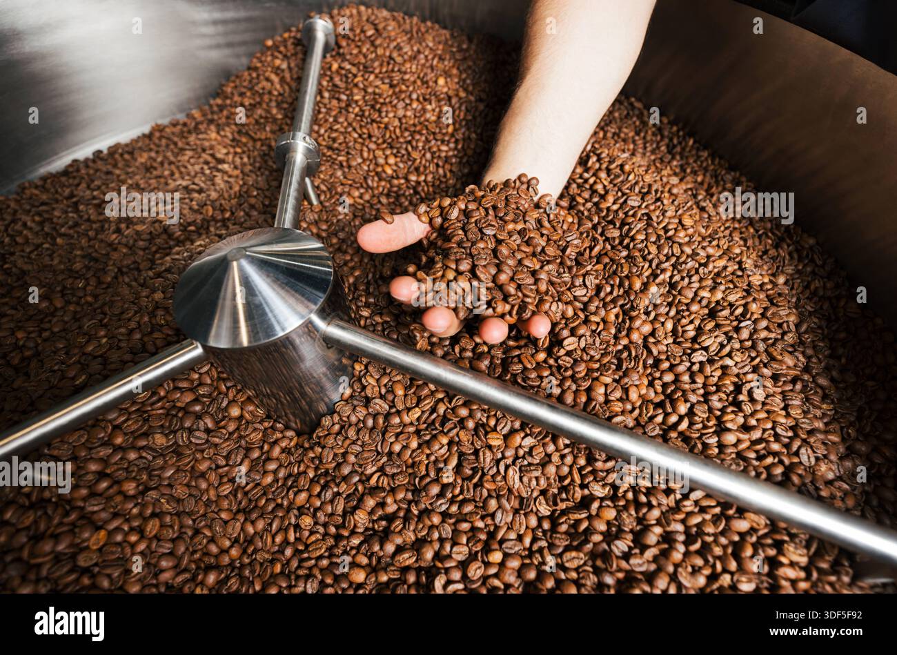 Hand of an unrecognizable worker showing freshly roasted coffee beans Hand of an unrecognizable worker showing freshly roasted coffee beans Russia Cop Stock Photo