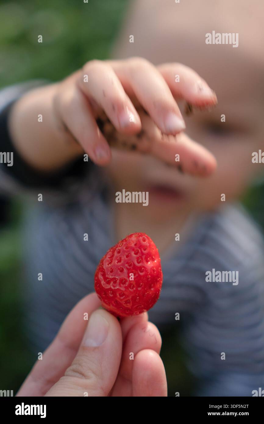 A toddler explores a strawberry with both hands, showcasing the tactile experience and curiosity of early learning. Stock Photo