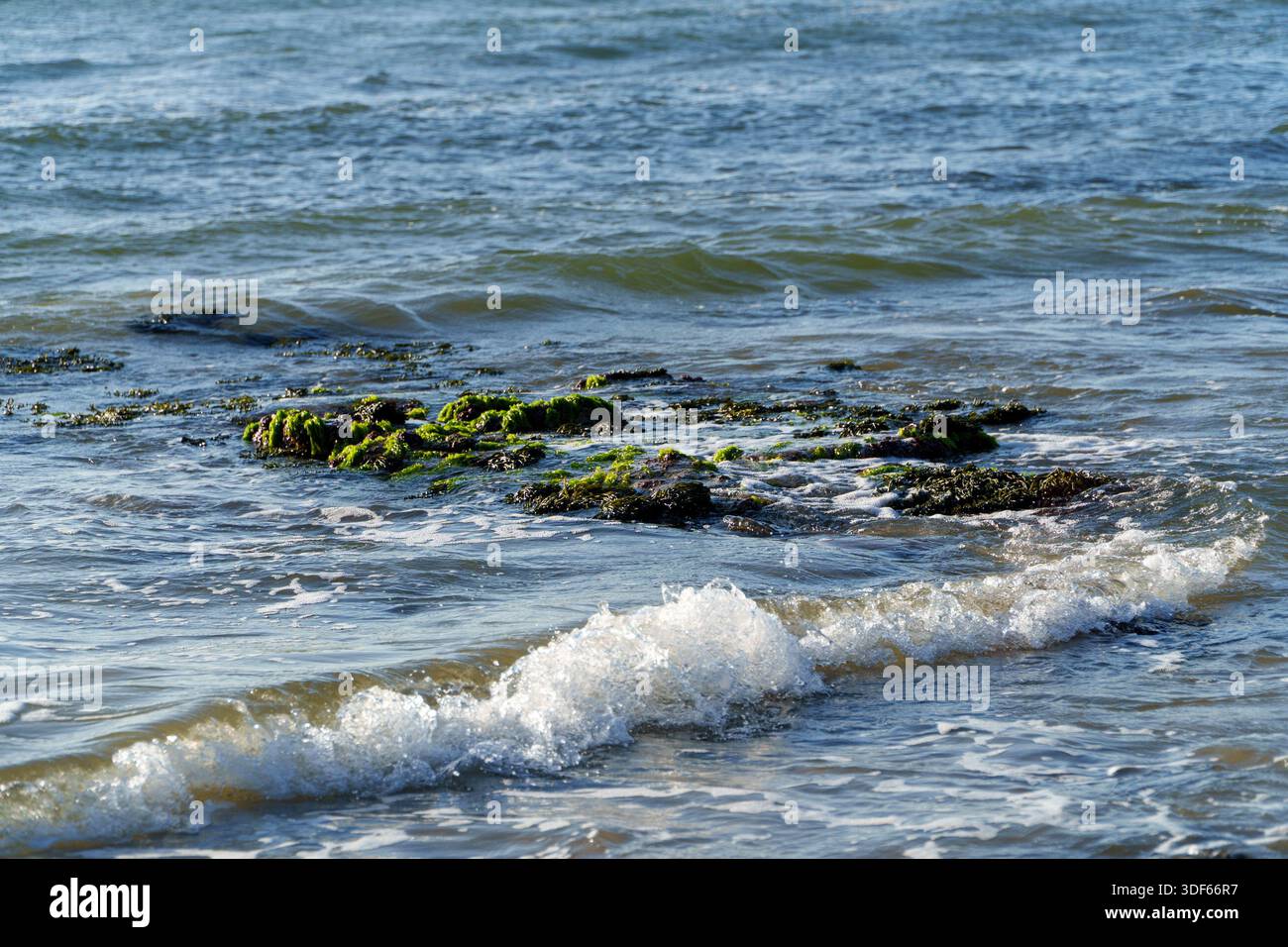 Waves crash over algae-covered rocks and dark seaweed in the shallow ...