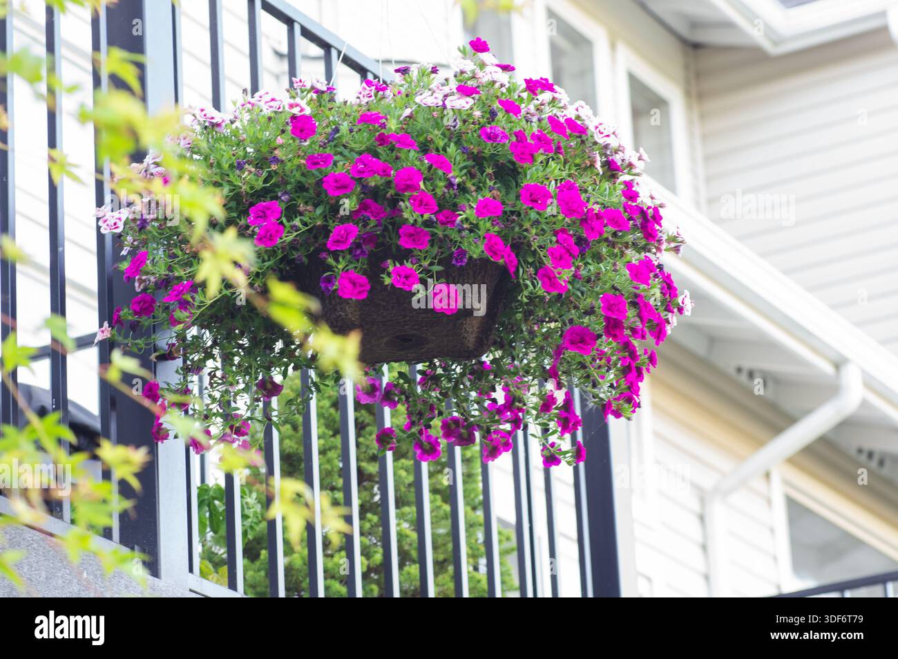 Close-up of flowers of different colors in a wide pot on a balcony. Stock Photo