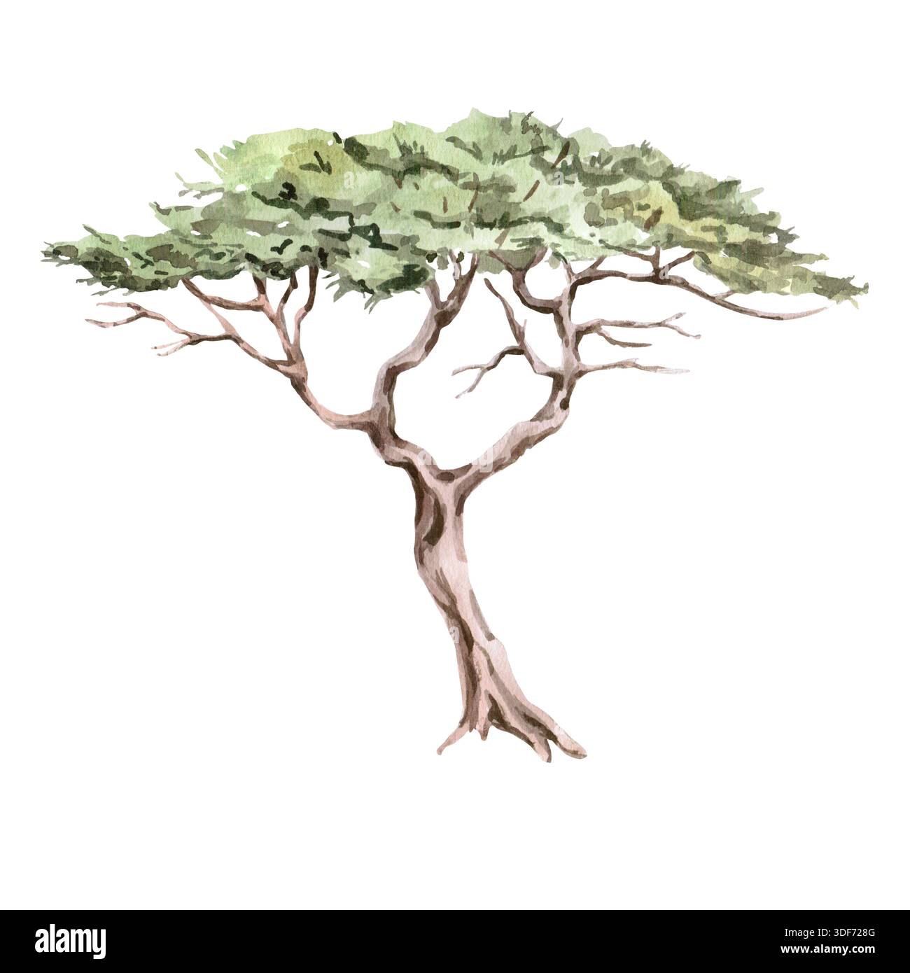African twisted acacia. Isolated watercolor illustration for interior design, eco-projects, travel agency websites and brochures, company branding, an Stock Photo