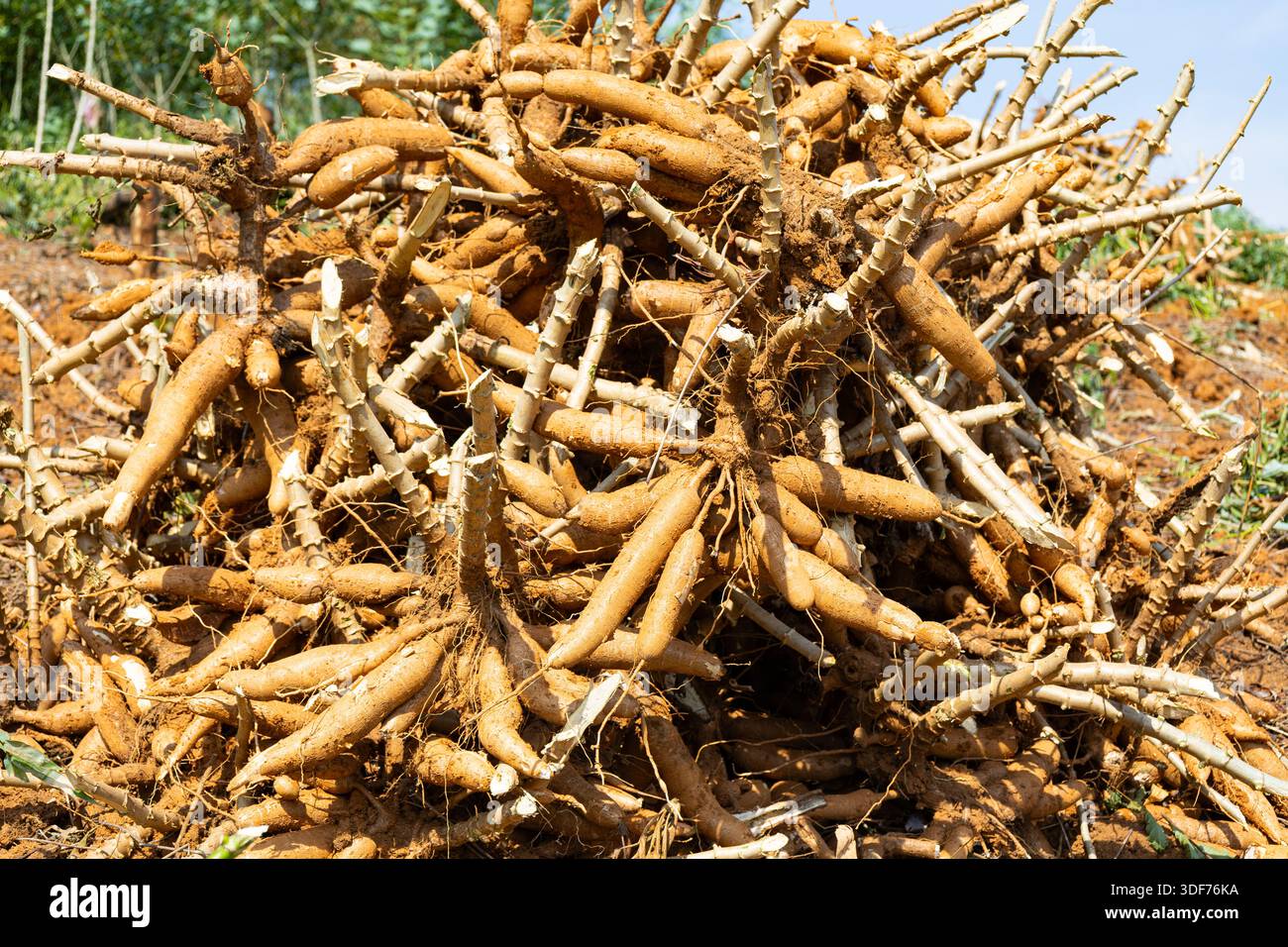 Natural cassava plant harvest displays roots and stems on farmland soil ...