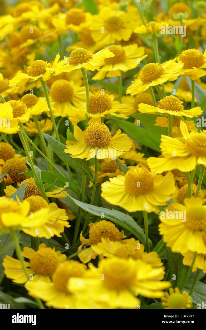 Sneezeweed kugelsonne hi-res stock photography and images - Alamy