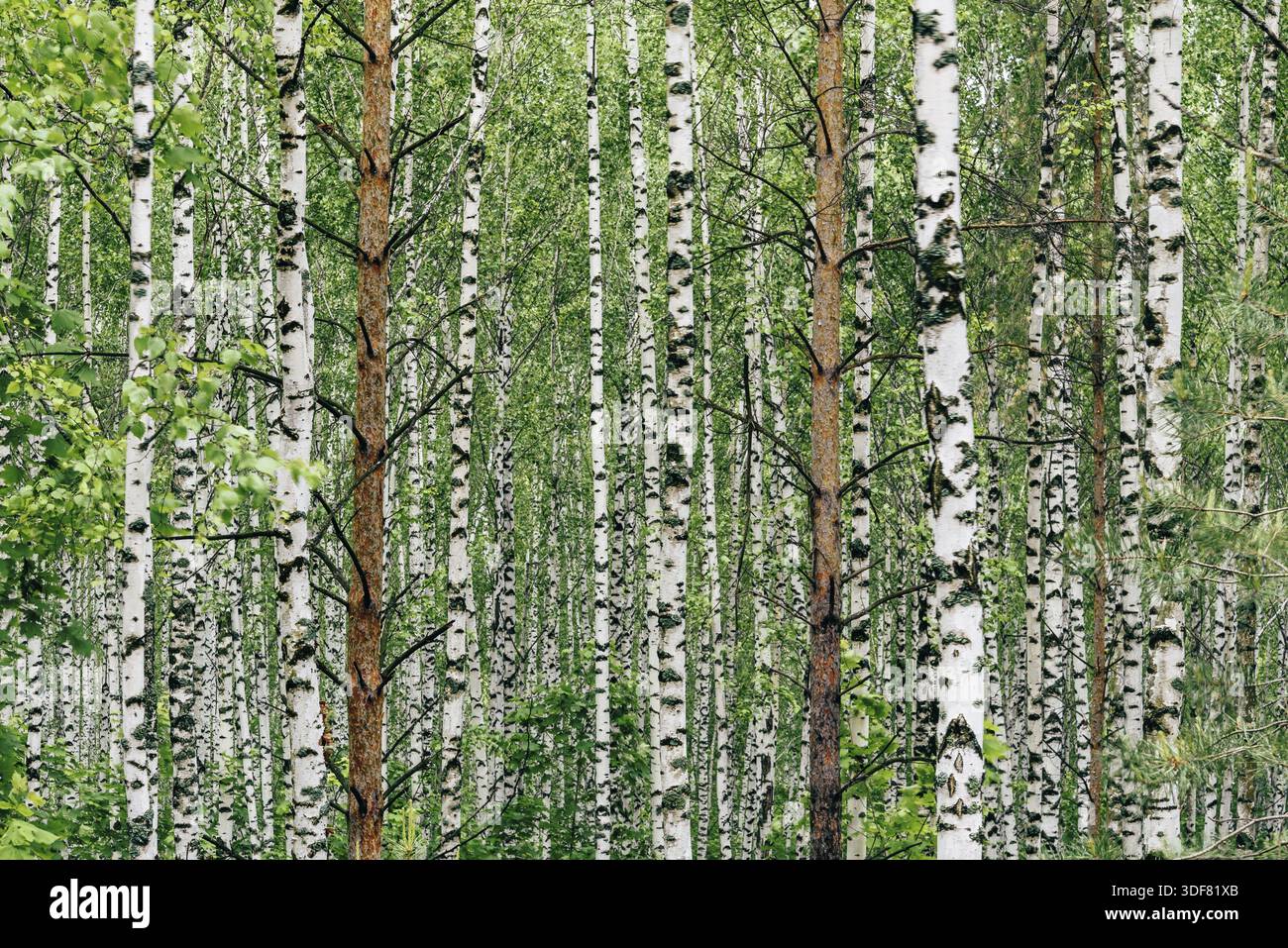 Two pine trees in birch grove. Background Stock Photo