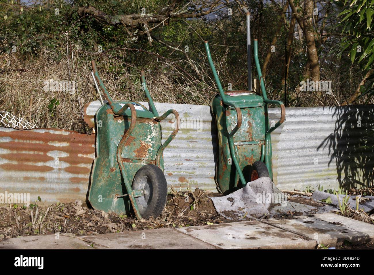 Two old rusty wheelbarrows in an allotment Stock Photo