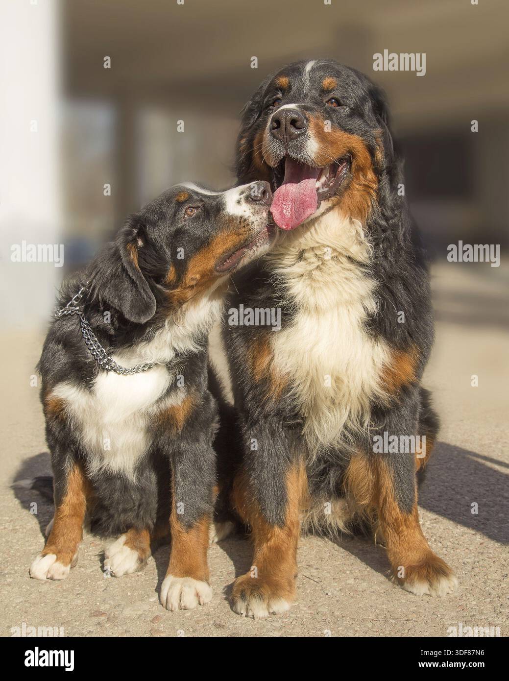 Two cute bernese mountain dogs sitting Stock Photo