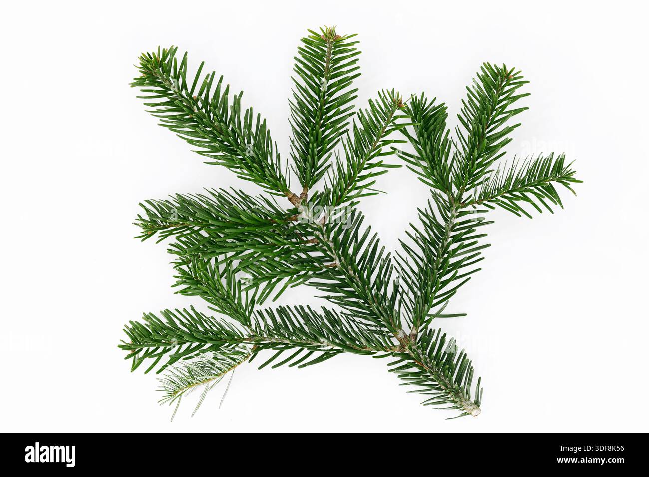 fir branch isolated on white background Stock Photo