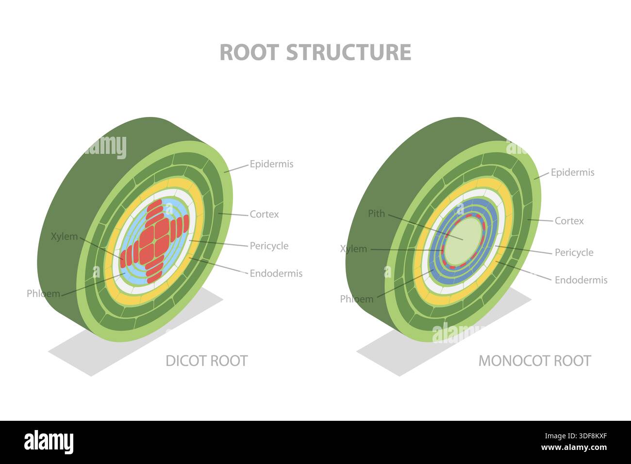 Mounded Root Structure 3D Isometric Flat Illustration of Root Structure, Plant Anatomy Stock ...
