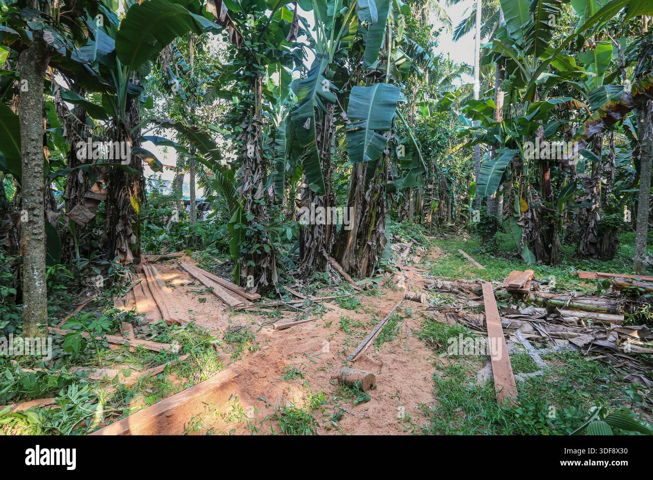 Typhoon Material Batangas Province, Philippines. Jan 11, 2026. Coconut wood planks (coco ...